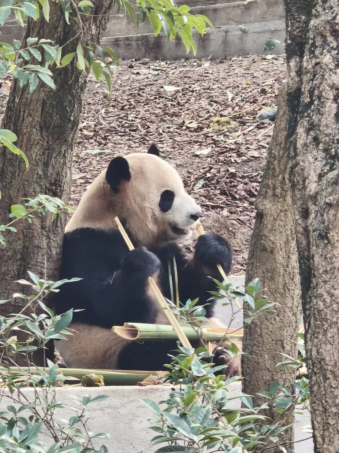 何丛在成都看熊猫