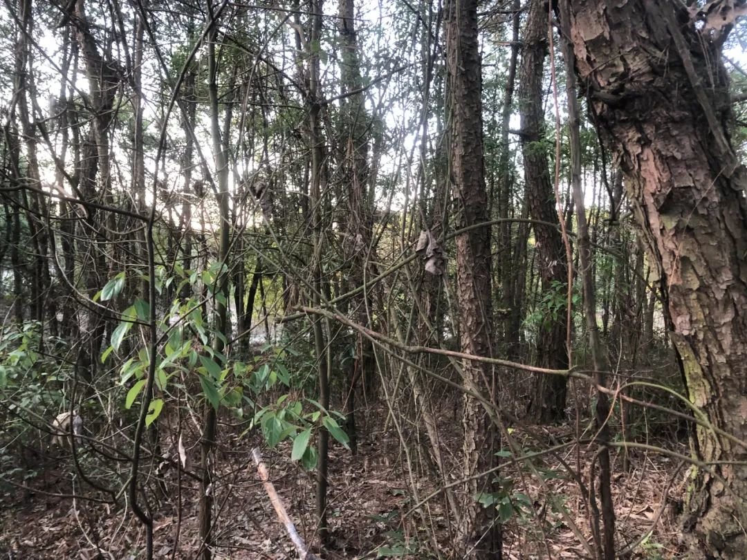 金鸡山深处有不少高耸茂密的树林 摄/赵雨萌