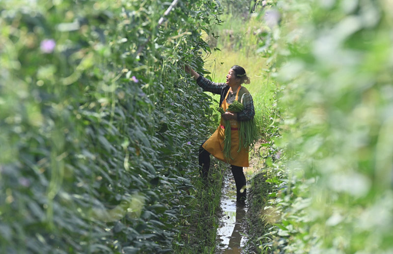 △2023年6月15日，在广西柳州市鹿寨县中渡镇石墨村，村民在高标准农田里采收豆角。