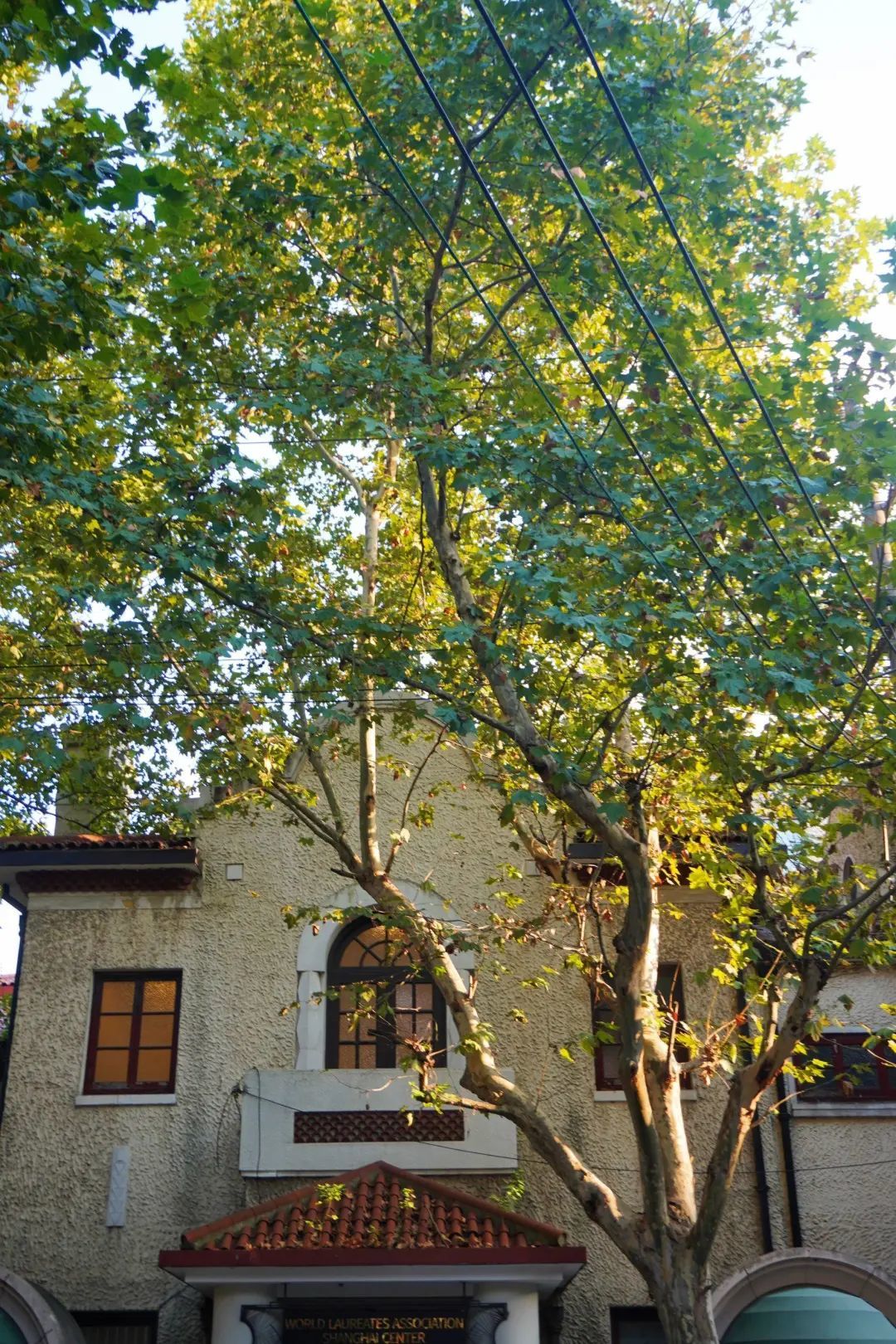 在这条路听法国梧桐的咏叹调