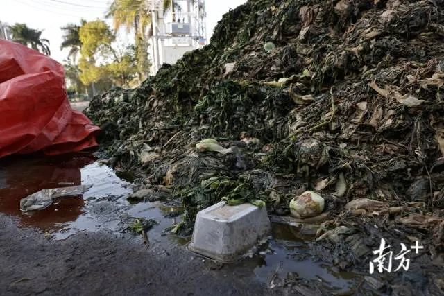堆积数天的芥菜混杂着污水和垃圾。图片来源：南方日报、南方+ （吴明 拍摄）