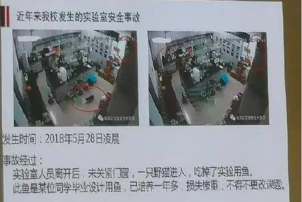 噩梦!设备发生故障,2万多条珍稀实验鱼惨遭团灭,一群研究生数年白干