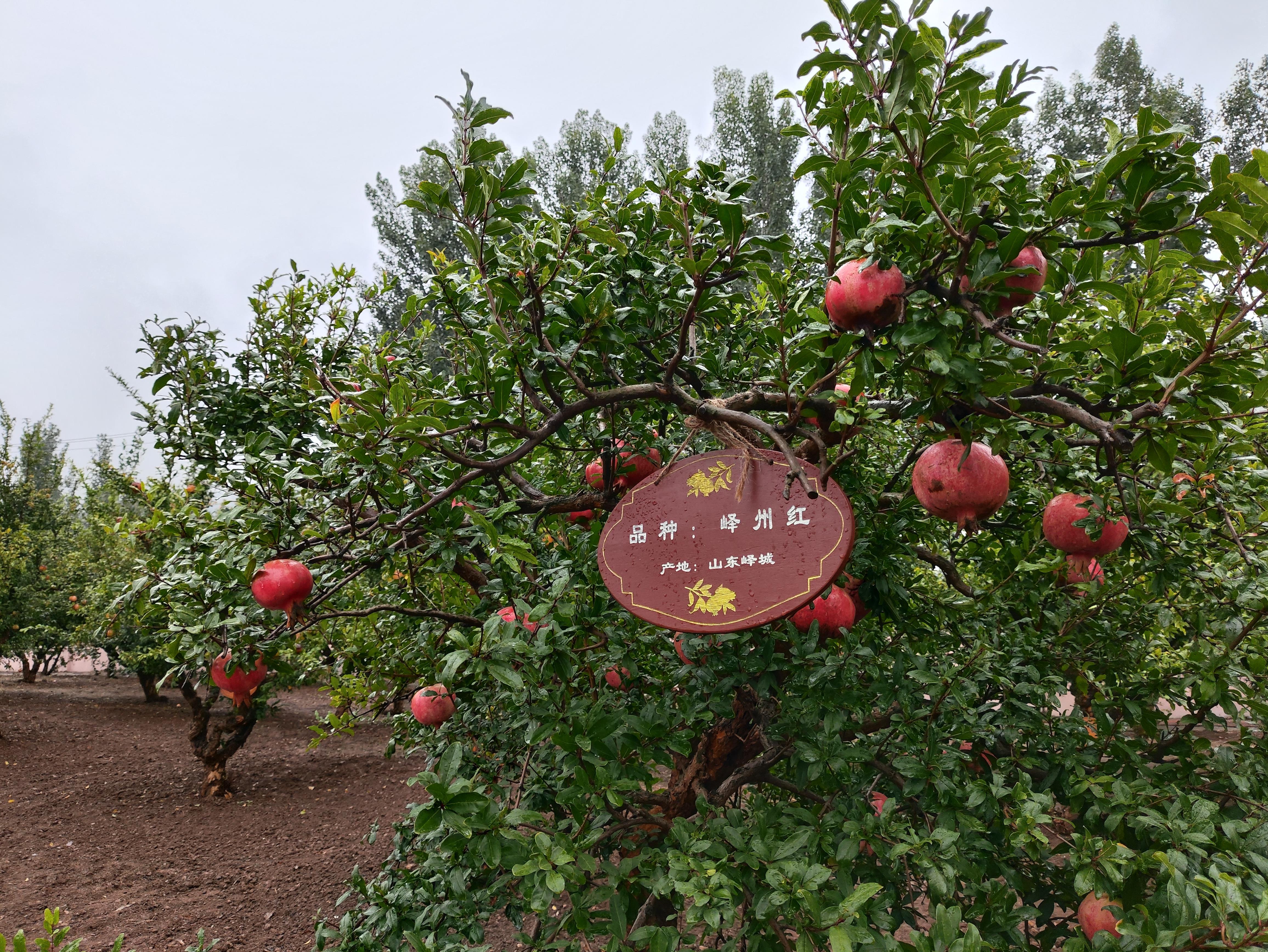 △石榴园中的“峄州红”品种，曾在2019年北京世园会优质果品大赛中获金奖。（总台央视记者钟信伟拍摄）