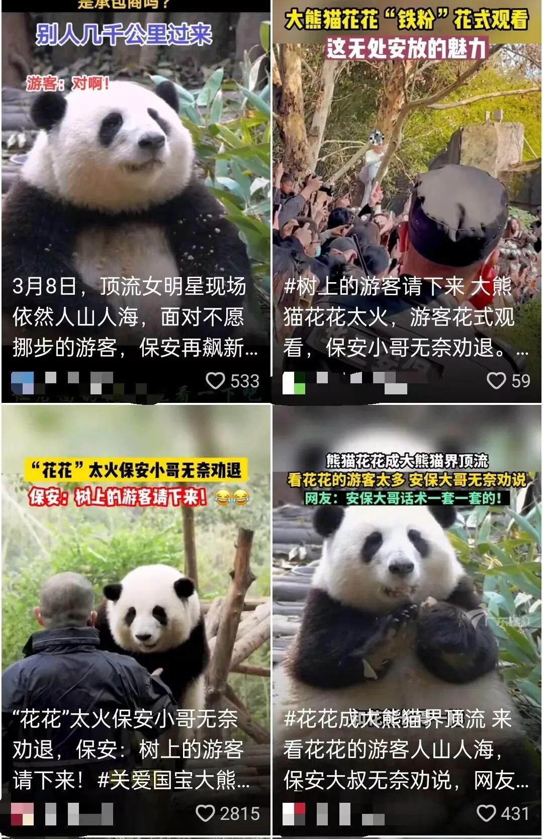 被忽视的小熊猫的一生-虎嗅网, image size:1080x1668