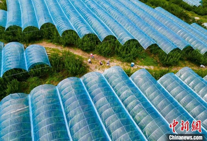 九树村李园,采摘的村民走在整齐划一的农业大棚中。 冉孟军 摄
