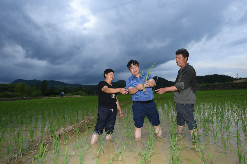 在浙江省仙居县广度乡西角村，浙江大学环境与资源学院教授吴良欢（中）在省级科研试验田里指导农户进行水稻种植（7月4日摄）。新华社记者 翁忻旸 摄
