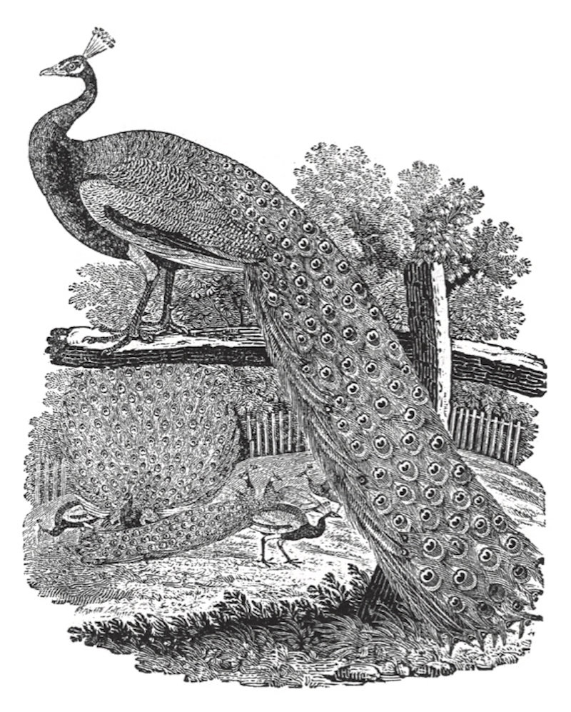 托马斯&middot;毕维克，孔雀《英国鸟类史》插图，1809年
