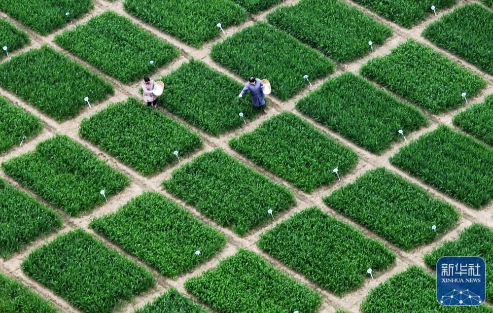3月20日，在江苏里下河地区农科所（扬州市农科院），农民在试验田给小麦施肥（无人机照片）。新华社发（孟德龙摄）