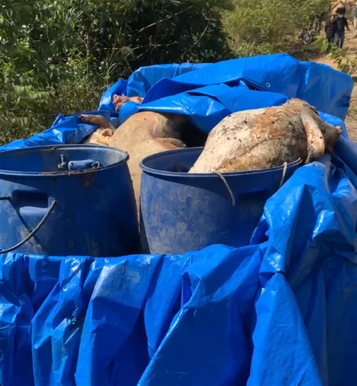 死猪被打捞出来(受访者供图)