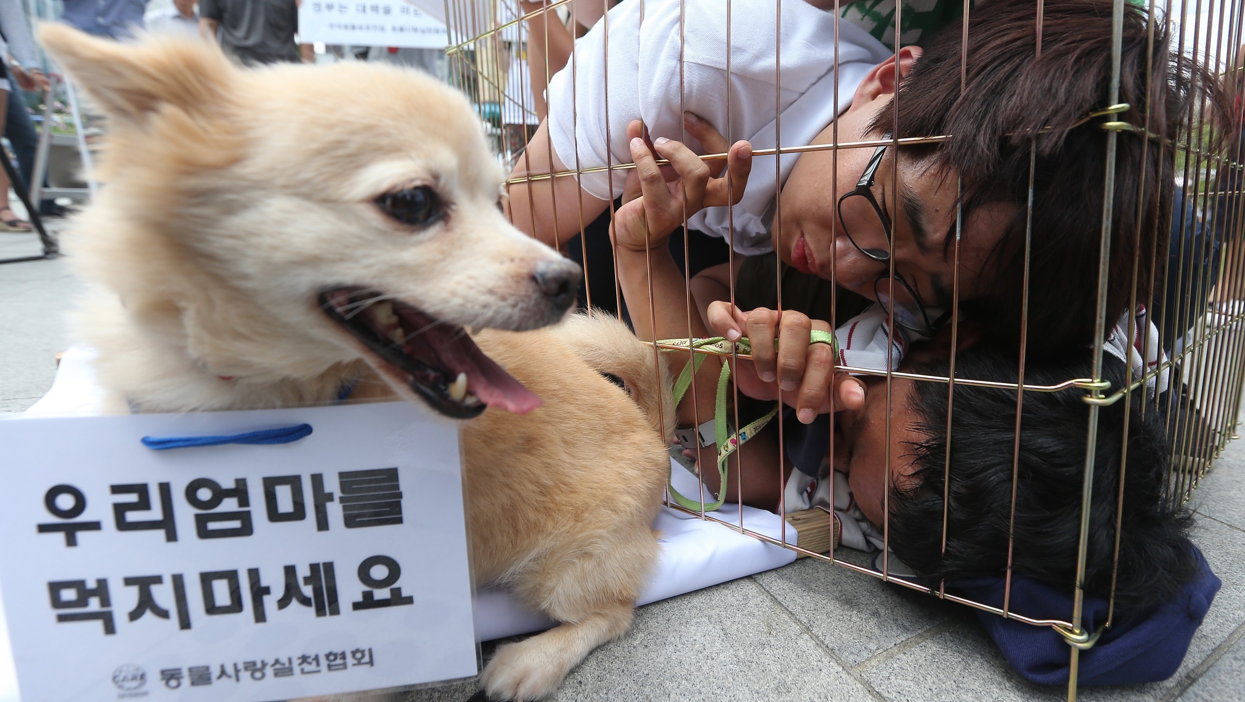 韩国首尔，动物保护人士将自己关在狗笼内抗议吃狗肉。 IC photo 资料图