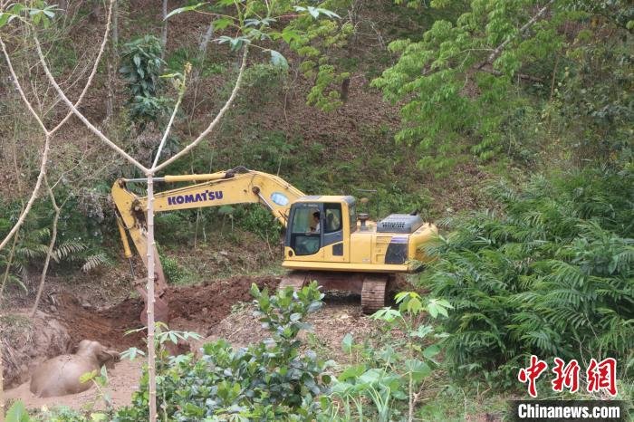 图为挖掘机正在救助被困亚洲象。 高怀松 摄