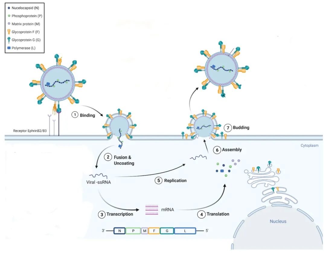 尼帕病毒感染人体后,复制出新病毒的过程。图源:论文