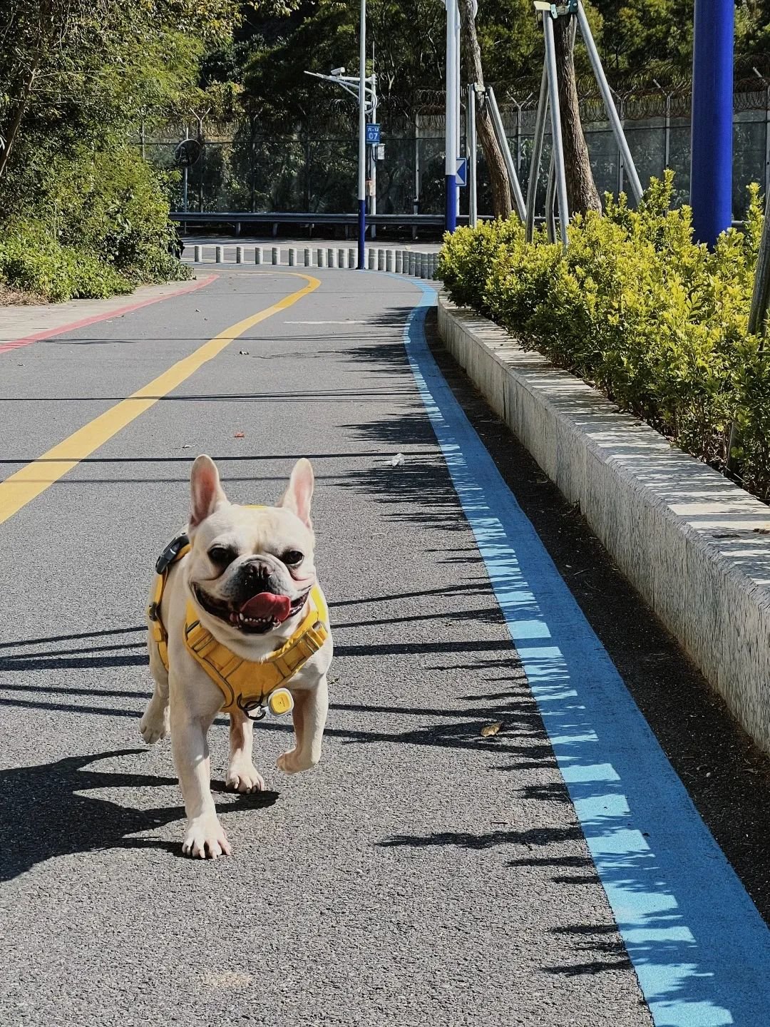 深圳养宠人:深圳打工宠物花,大半工资给了ta