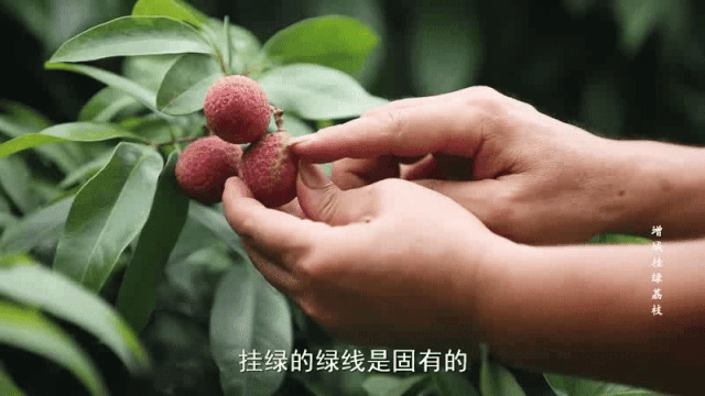 △增城挂绿,认准“绿腰带”。