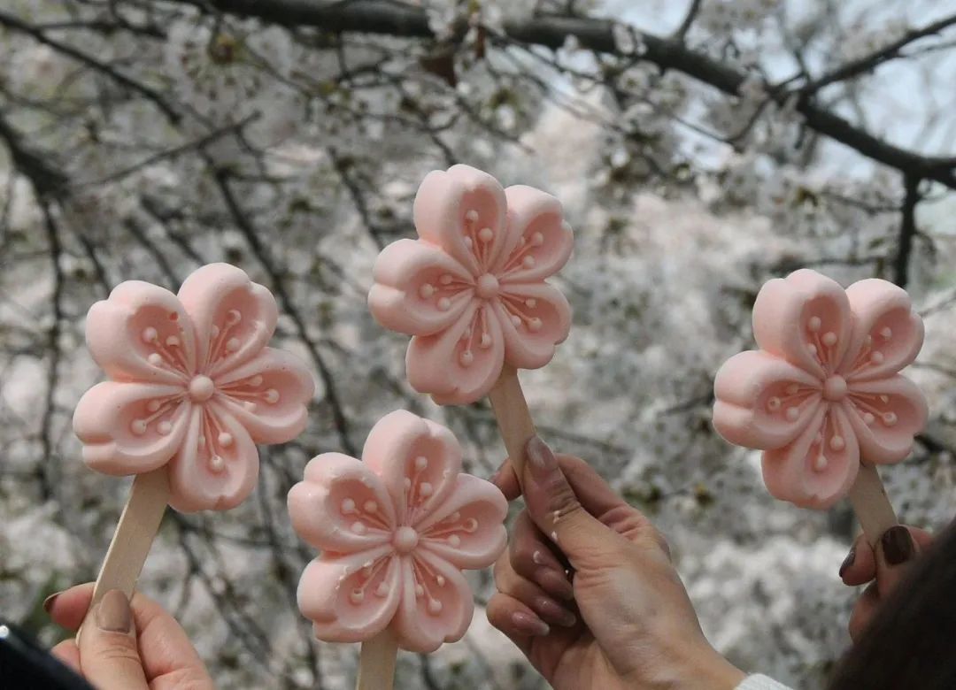 粉粉的樱花是女孩子们的心头好