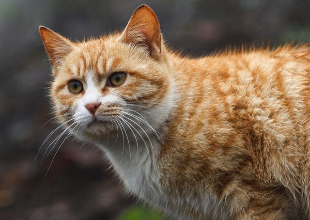 历史新低价格诱人 佳能全画幅微单EOS R6值得买吗?