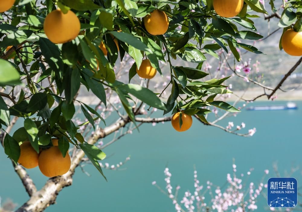 ↑3月13日，船舶从三峡库区宜昌市秭归县西陵峡村桃花盛开的脐橙果园前开过。