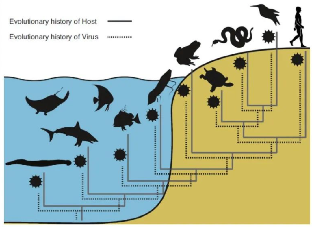 病毒和生命的起源和登陆 / 图源: Curr Opin Virol,2018