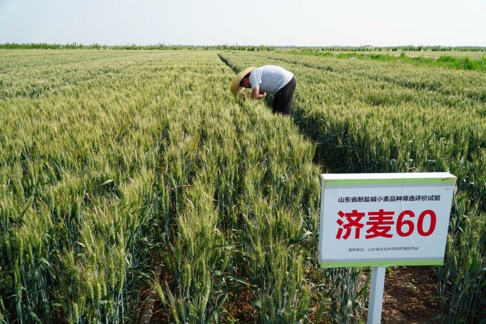 5月19日，在山东省东营市黄河三角洲农业高新技术产业示范区，农科人员在观察“济麦60”的生长情况。新华社记者 徐速绘 摄