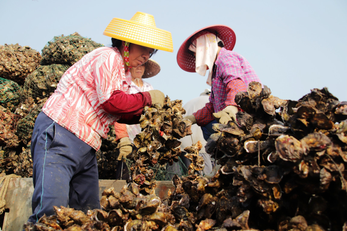 南澳生蚝养殖喜获丰收