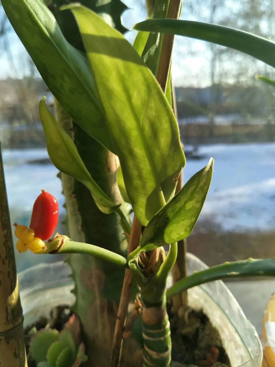 吴承之朋友圈唯一发过的照片