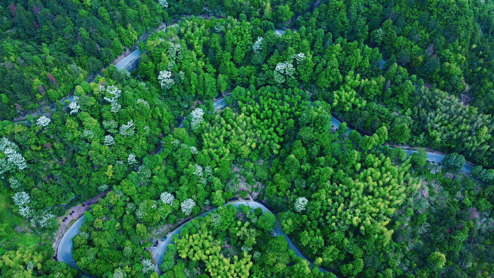 ↑浙江省泰顺县罗阳镇5号绿道白色花朵点缀其间。周汉祥 摄