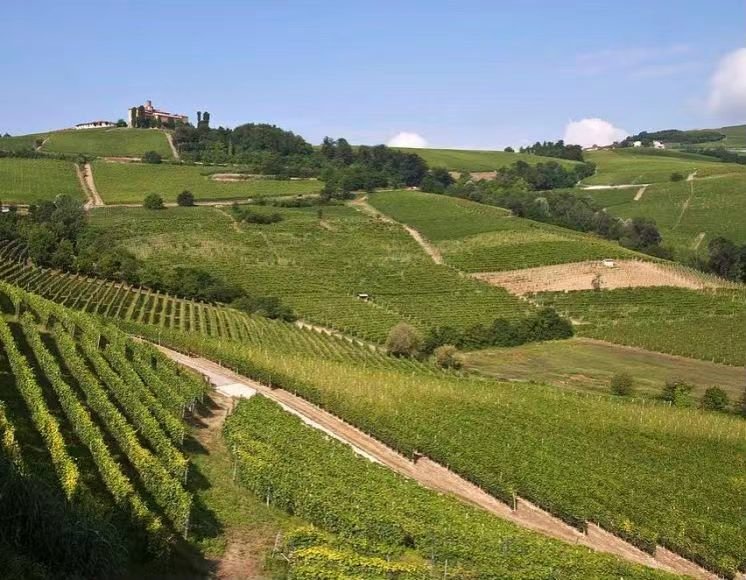 这是朗格罗埃洛和蒙菲拉托葡萄园。