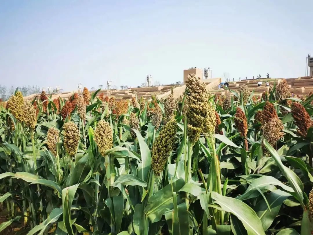 轶轶子觉得留在家乡工作,没什么不好。/受访者拍摄于“只有河南·戏剧幻城”