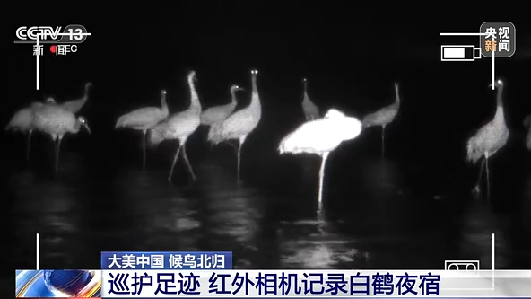 大美中国 候鸟北归丨看白鹤归来“熊猫鸟”捕食尽显霸气
