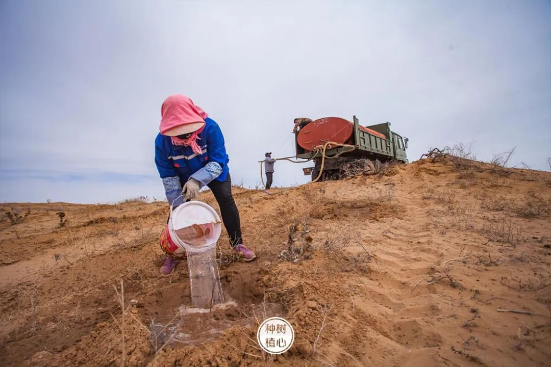 基地工作人员为树苗浇水 图/腾格里沙漠锁边生态公益基地