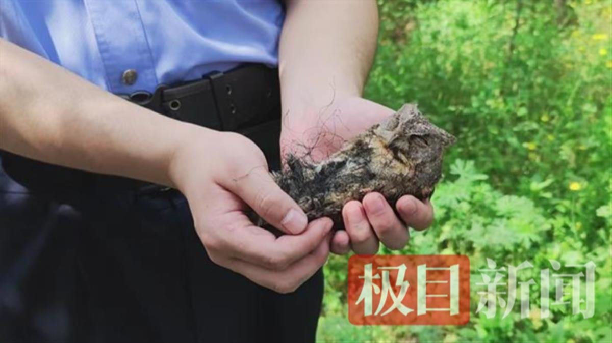 猫头鹰“幼崽”学飞行，技艺不精有人救