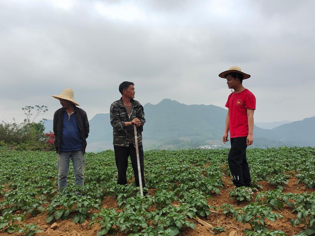 2023年5月,龙凤科技小院“产业导师”与当地农民交流马铃薯种植管护技术。(王永华 摄,新华社发)