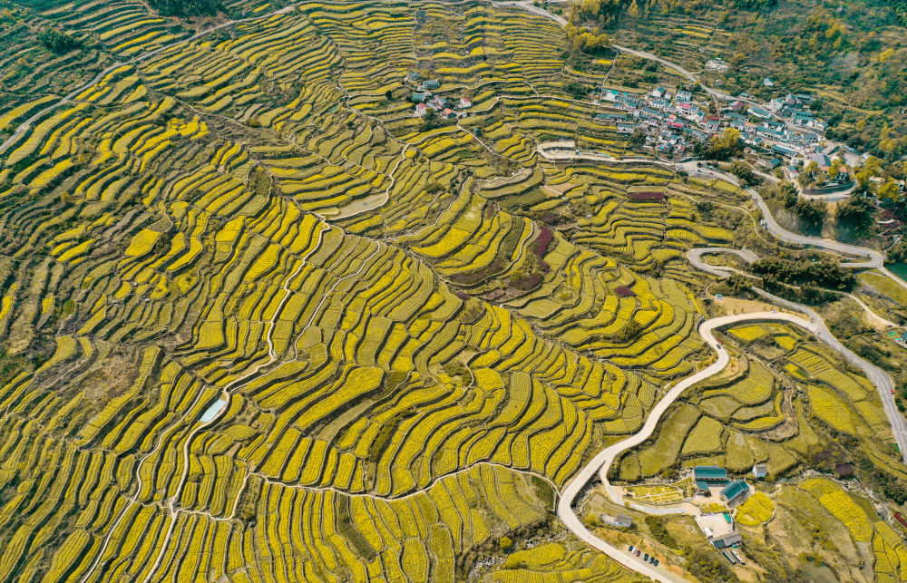 鸟瞰油菜花盛开的覆卮山古梯田(4月3日摄,无人机照片).