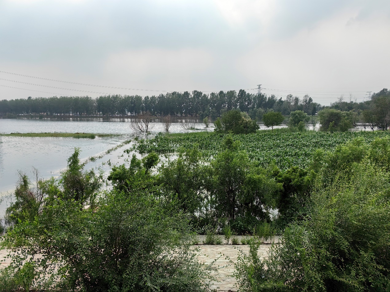 8月3日下午，子牙河水位已经上涨，河边的玉米庄稼已被淹。 澎湃新闻记者戴越 图