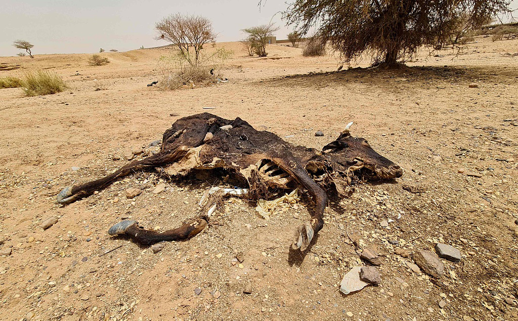 当地时间2023年6月30日，苏丹持续的干旱，地上是缺水而死的牛。