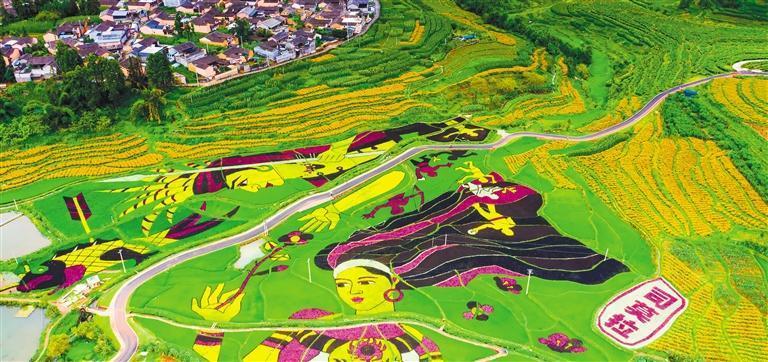 腾冲市清水乡三家村中寨司莫拉佤族村,稻田画以田为"纸",以稻为"墨"