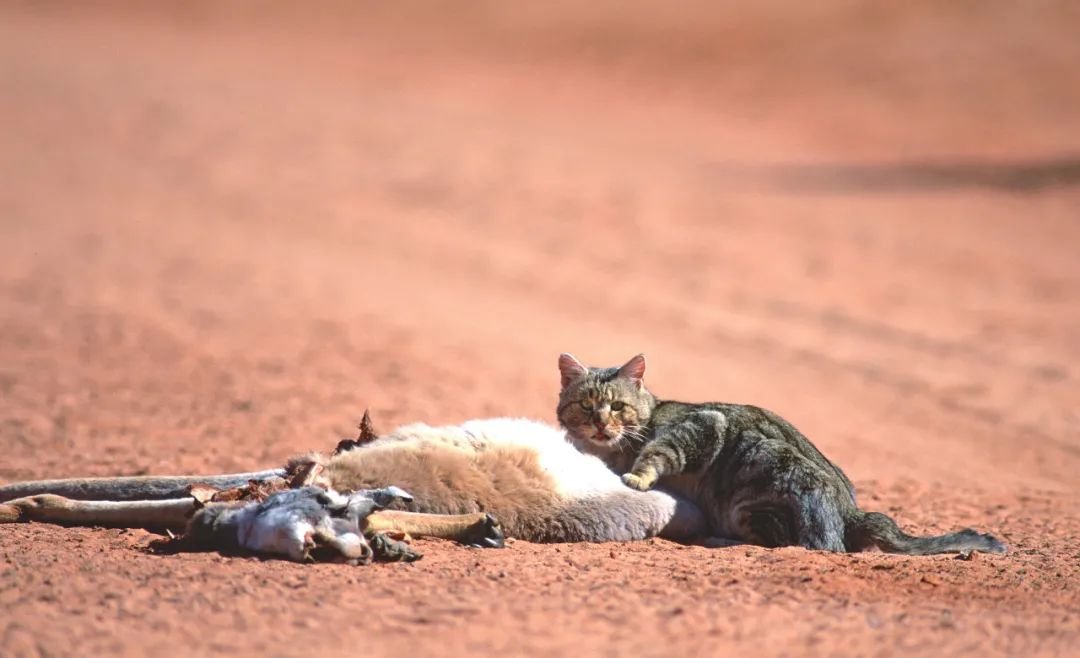 野猫在澳大利亚内陆的路上捕食。/图虫创意