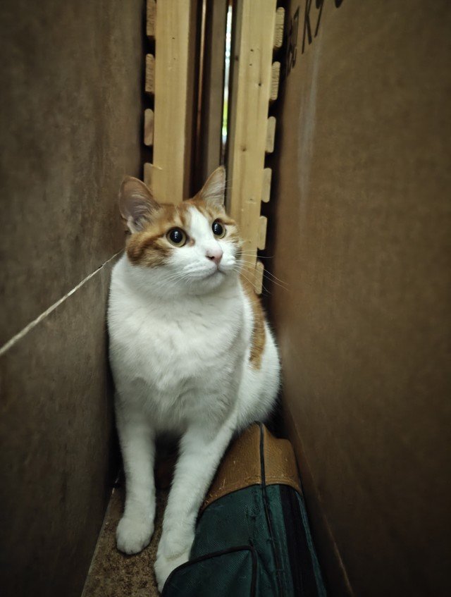 一英寸大底摄影体验再进化 OPPO Find X6 Pro广角镜头体验解析