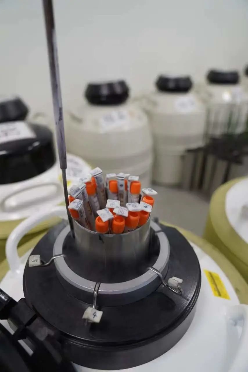 储精罐,上百亿的生命在这里“冬眠” 。国是直通车 曹旭帆 摄