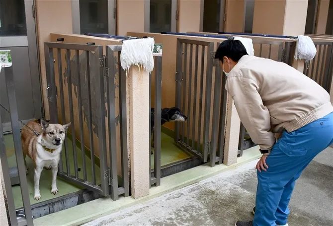 熊本市动物爱护中心去年新建的犬舍（图源：网络）
