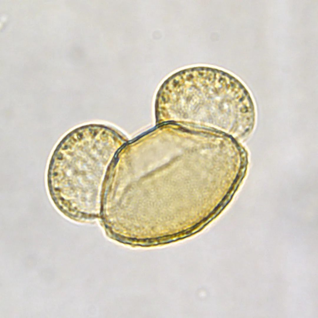 ▲光学显微镜下的油松（Pinus tabuliformis）花粉，是不是很像熊猫？两个气囊可以帮助它飘得更远（王孜宇拍摄）