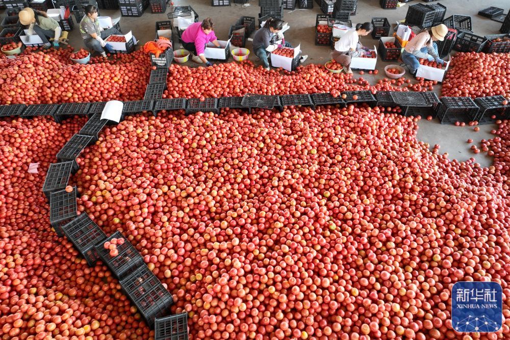 12月17日,云南省元谋县元谋蔬菜批发市场内,工人将西红柿装箱外运