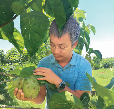 陈灿言在观察诺丽果长势。均为受访者供图