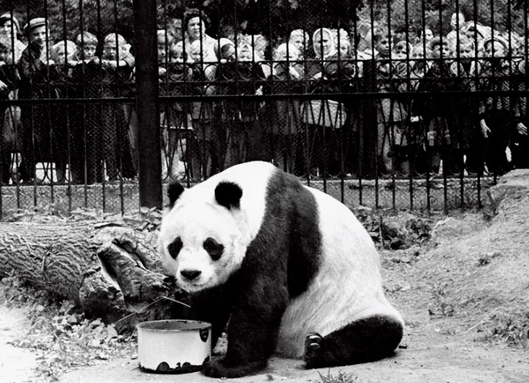 1957年,抵达莫斯科的大熊猫平平。