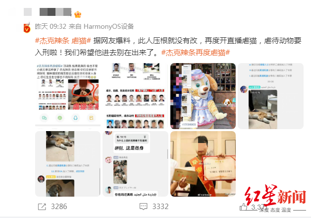 网友爆料称徐志辉再度开直播虐猫 本文图均为 红星新闻 图