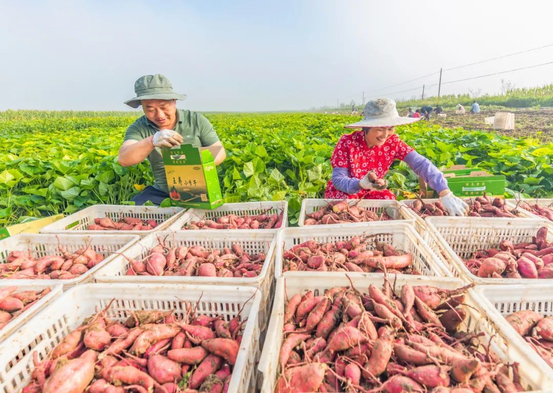 9月上旬，江苏宿迁市泗洪县王寿村200亩小香芋喜获丰收。村民们一边抢收小香芋，一边在网上直播销售。张连华摄（中经视觉）