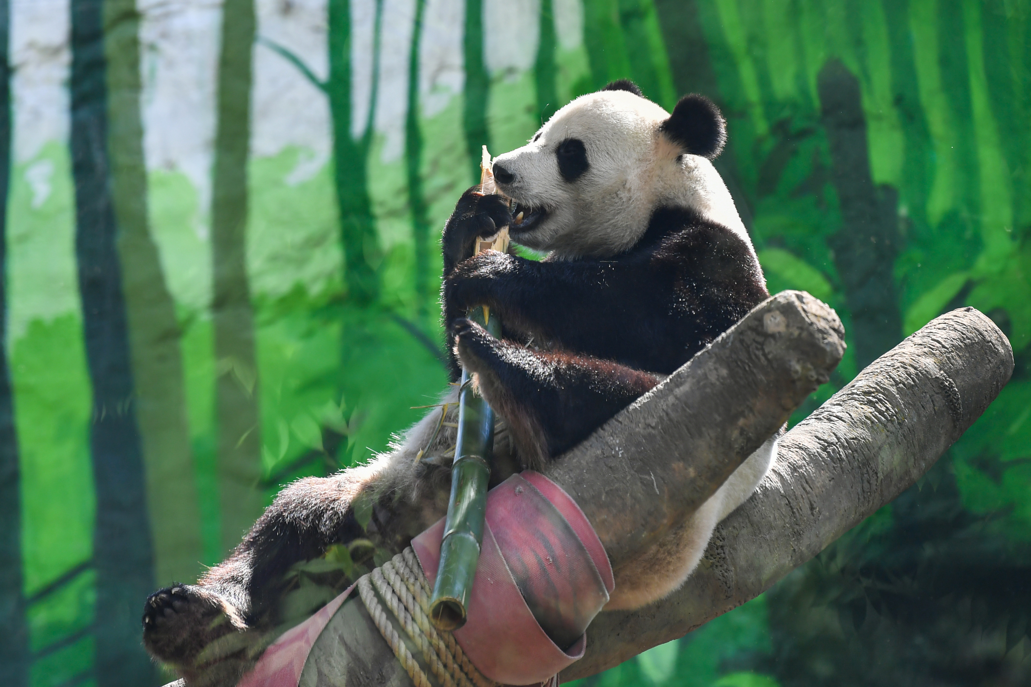 7月30日，在俄罗斯莫斯科动物园，大熊猫“如意”在吃竹子。新华社记者曹阳摄