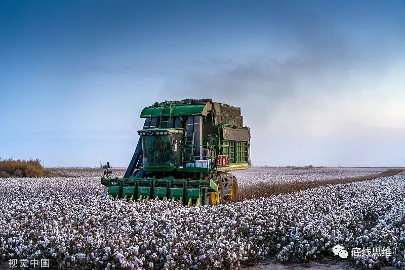 新疆棉花早已实现了大规模机械化生产，图片来源：视觉中国