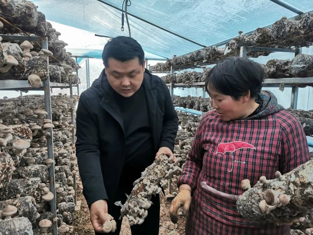 日前,扶风县胜利食用菌公司负责人赵胜利在位于法门镇马家村的生产基地内和当地脱贫户查看香菇长势。 农民日报·中国农网记者 韩啸 摄
