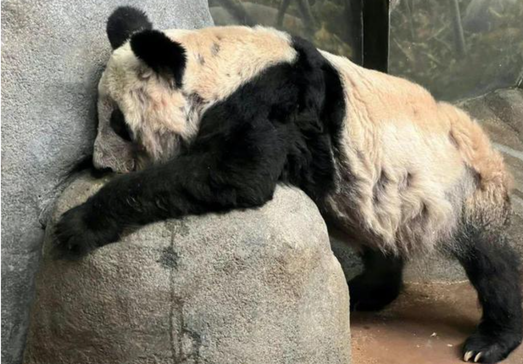 被质疑遭受“虐待”的旅美大熊猫 总算要接回来了